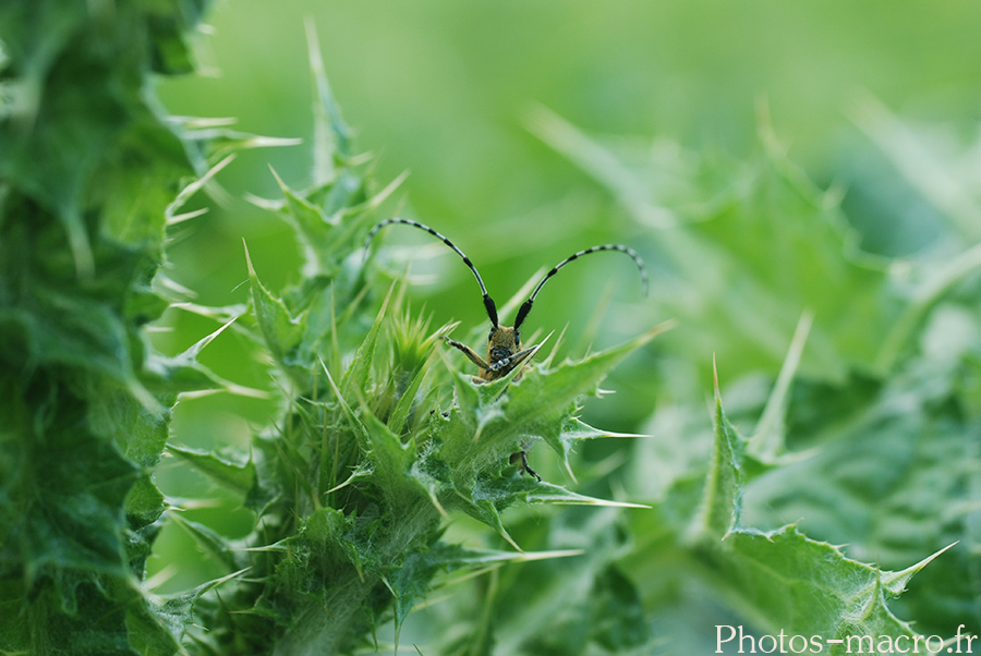 Agapanthia villosoviridescens